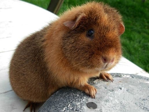 US Teddy tõug
