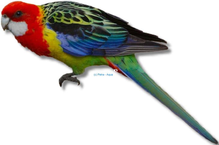 Eastern Rosella