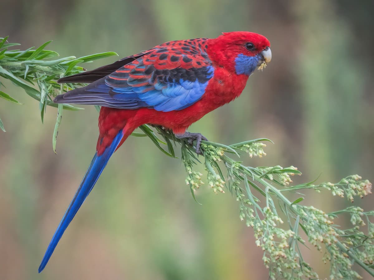 Eastern Rosella  red