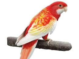 Eastern Rosella
