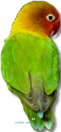Fischers Lovebird