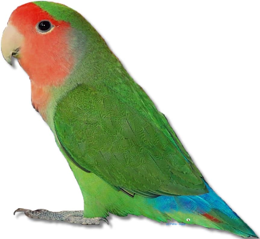 Rosy-faced Lovebird