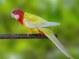 Eastern Rosella
