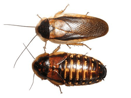 Orange Spotted Roach